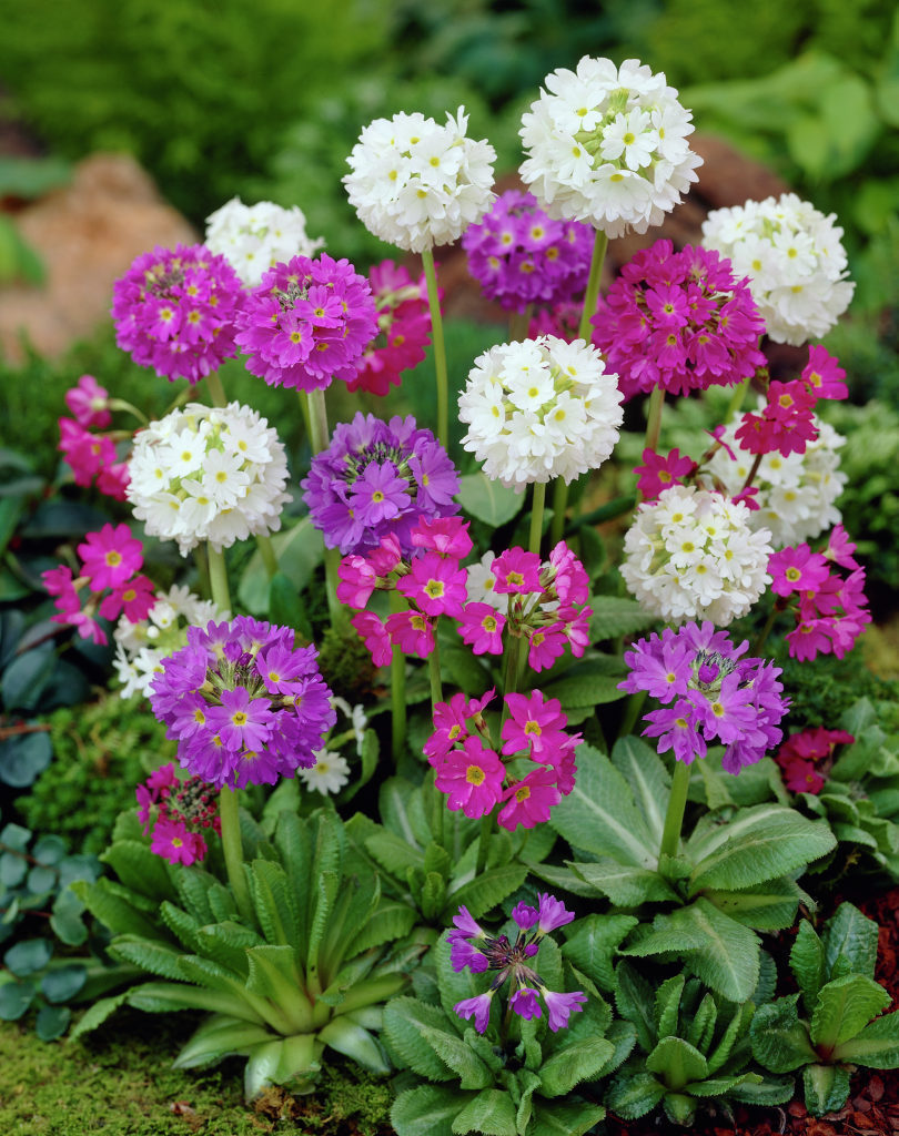 Primula denticulata